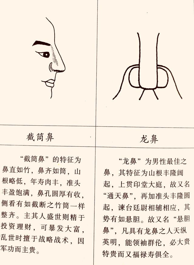 面相:鼻为人生的缩影