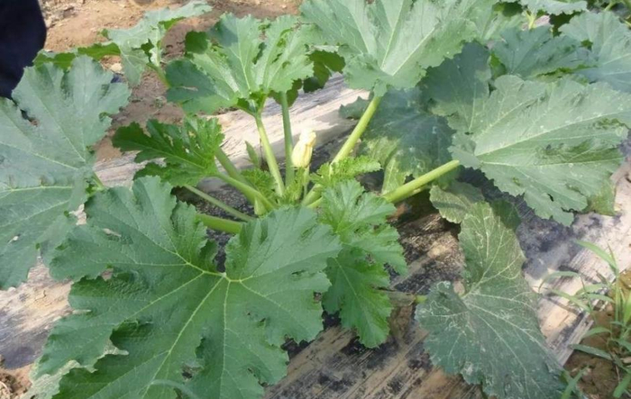 生瓜西葫芦以食用嫩瓜为主