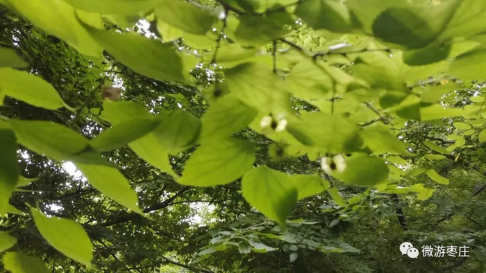 峄城千年古青檀树