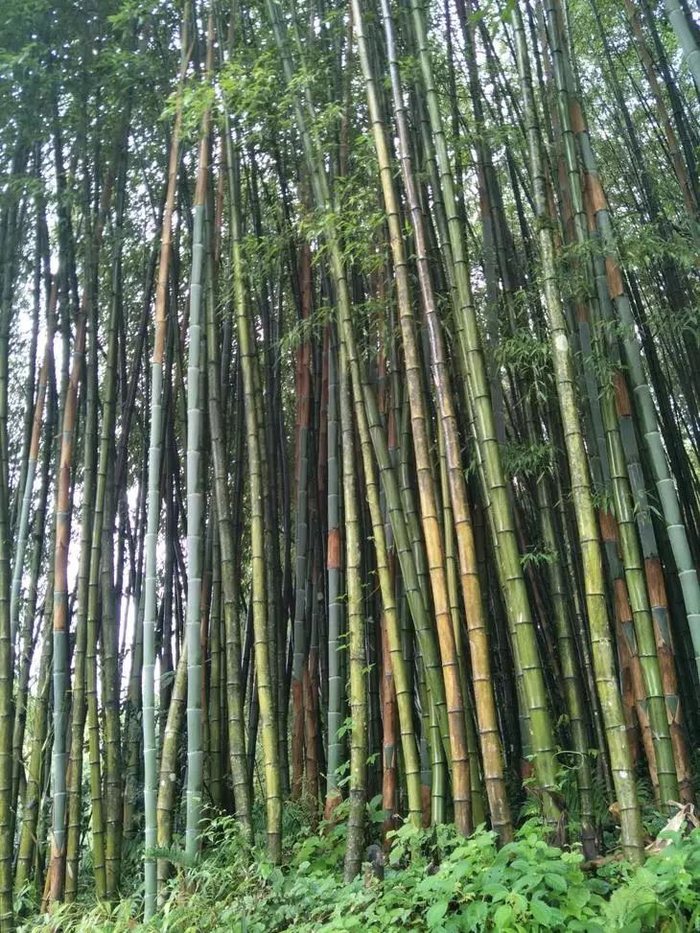 竹米:传说中是凤凰之食,营养价值极高,从开花到结果需要48年!