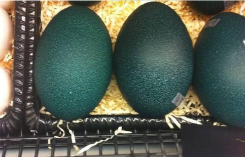 鸸鹋蛋当然了,如果不是那么在意鸸鹋蛋的壳,或是这颗蛋的蛋壳成色没