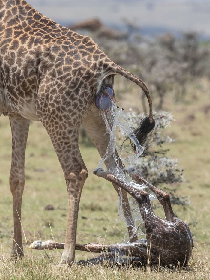 实拍长颈鹿野外分娩全过程,网友:母爱太伟大了