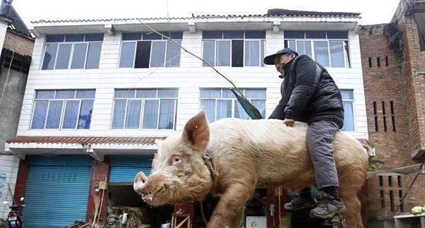 500斤“神猪”驮着主人30年, 主人对它爱不释手|主人|老人|老汉_新浪新闻