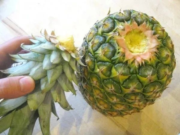 菠萝的叶冠种院子养了三年终于结果,没想到被老鼠偷吃了