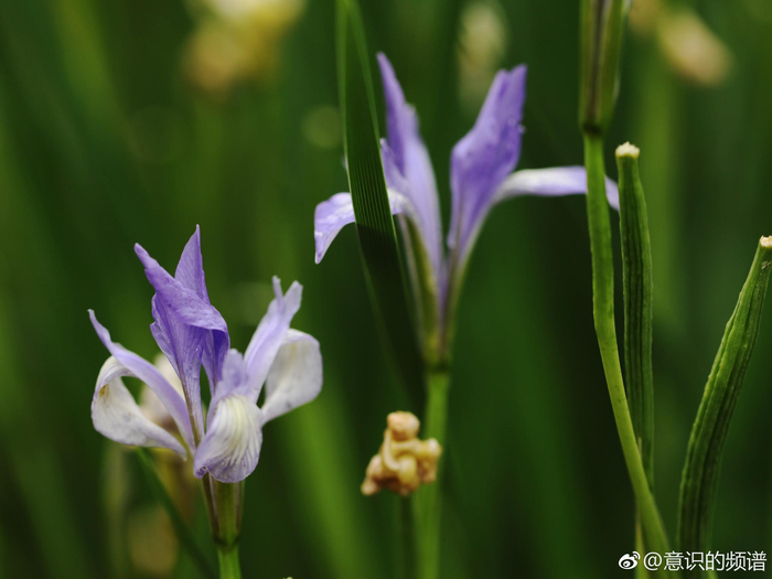 马兰花开