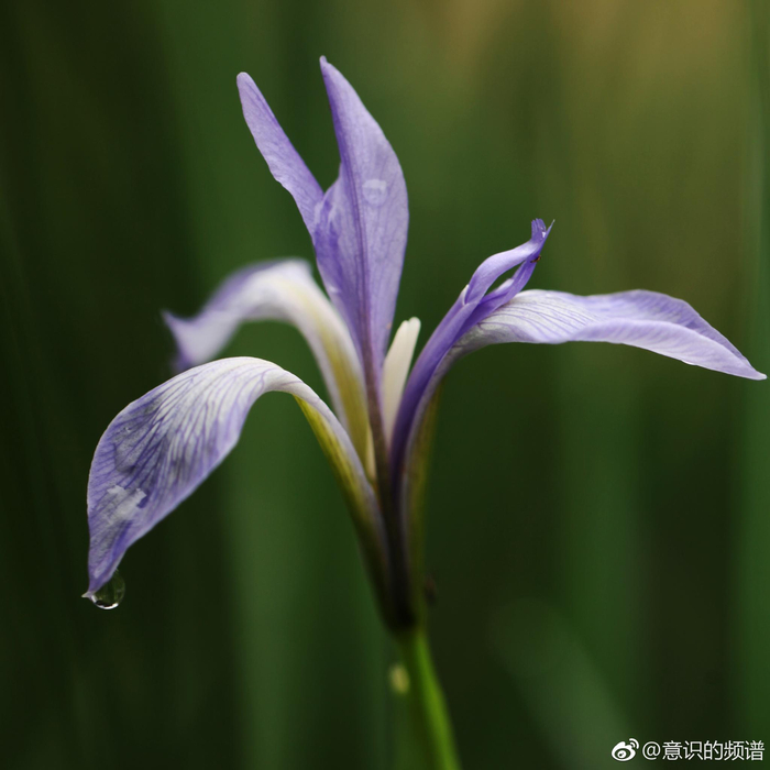 马兰花开