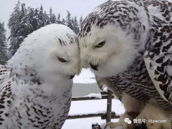 可爱的猛禽-雪鸮(内附表情包)|雄性_新浪新闻
