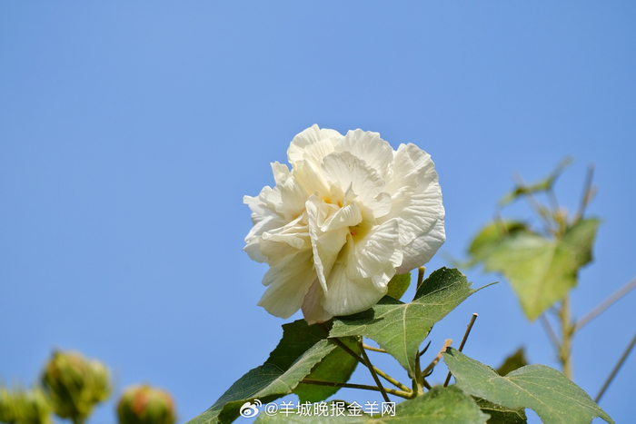 早安：克服沮丧方能收获喜悦