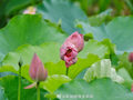 晚安，以平常心看待生活得失