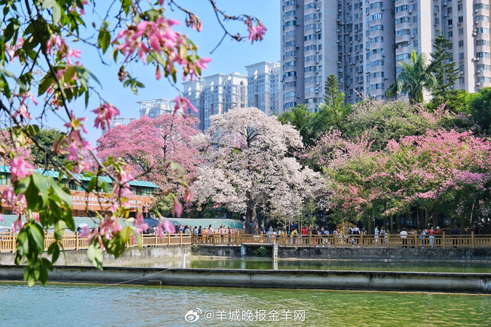 2026新年到来，迎着阳光为梦想出发