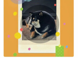 马嘉祺爱犬体型引关注