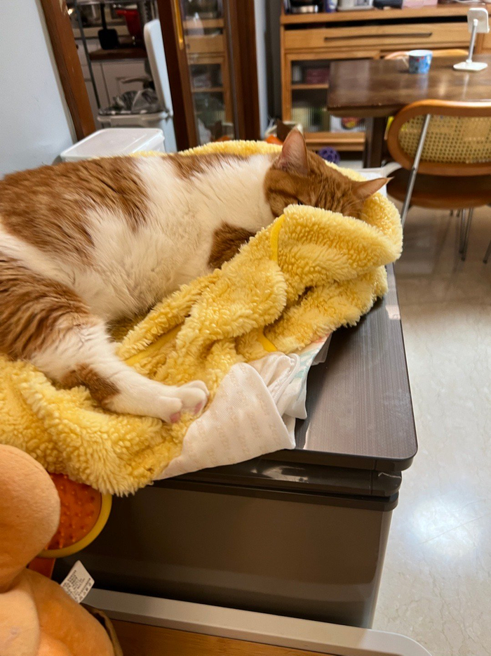 炸虾宝宝咪发布流浪动物救助日记