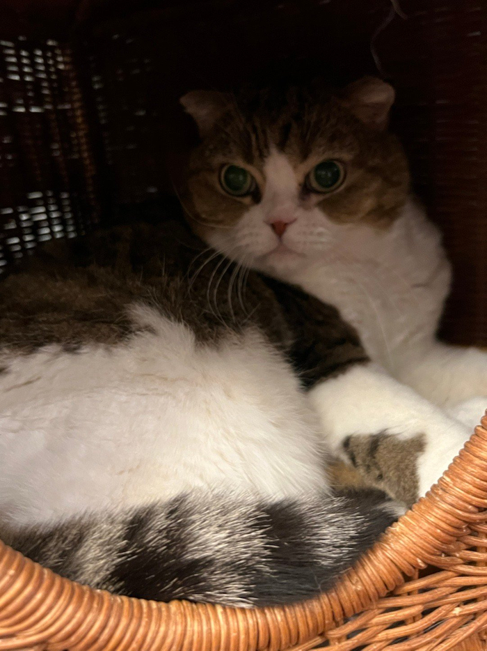 微博影像年捕捉鹿宝宝高萌瞬间