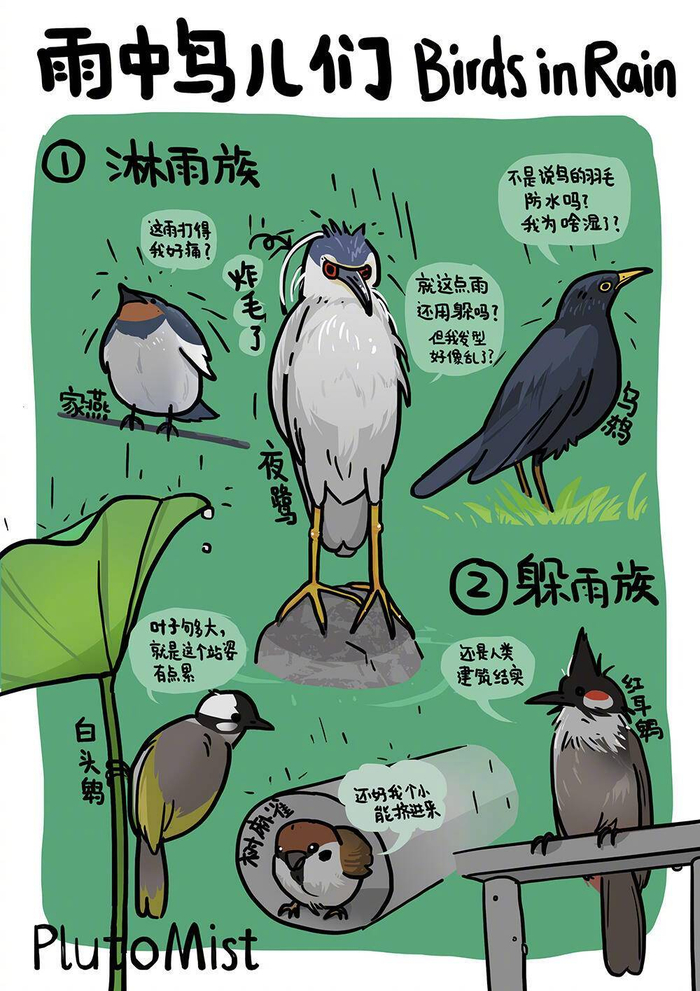 雨天观察:鸟儿在雨中如何活动|雨天鸟事|杂货|下雨天|来源_新浪娱乐_新浪新闻