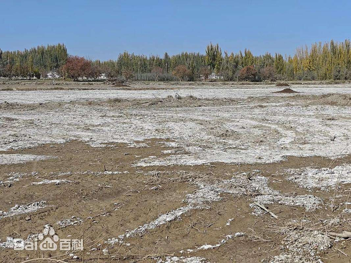 中国农科院新技术让200余万亩盐碱地变良田