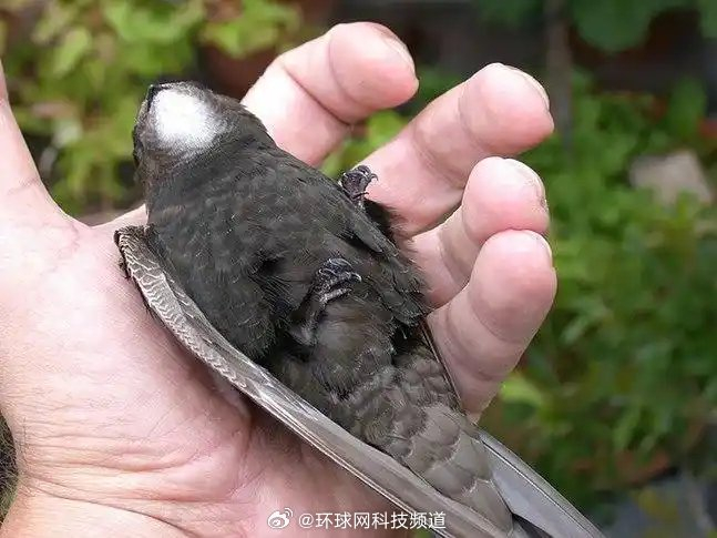 动物装死为自保,防御手段多样__财经头条__新浪财经