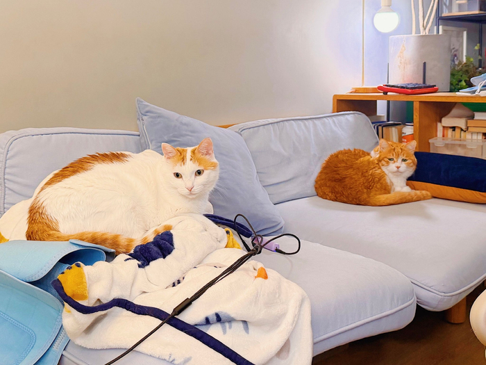 网黄猫日展示超能力，紧凑身形食量惊人|黄猫_新浪新闻