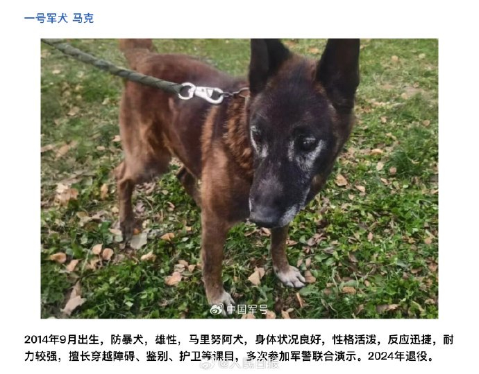 5只退役军犬面向社会公开招募领养人