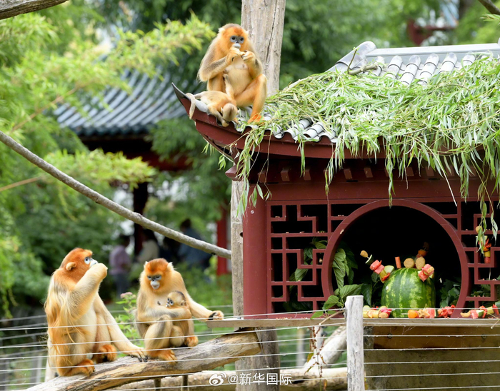 旅比金丝猴宝宝百日宴，命名揭晓珍珍喜乐