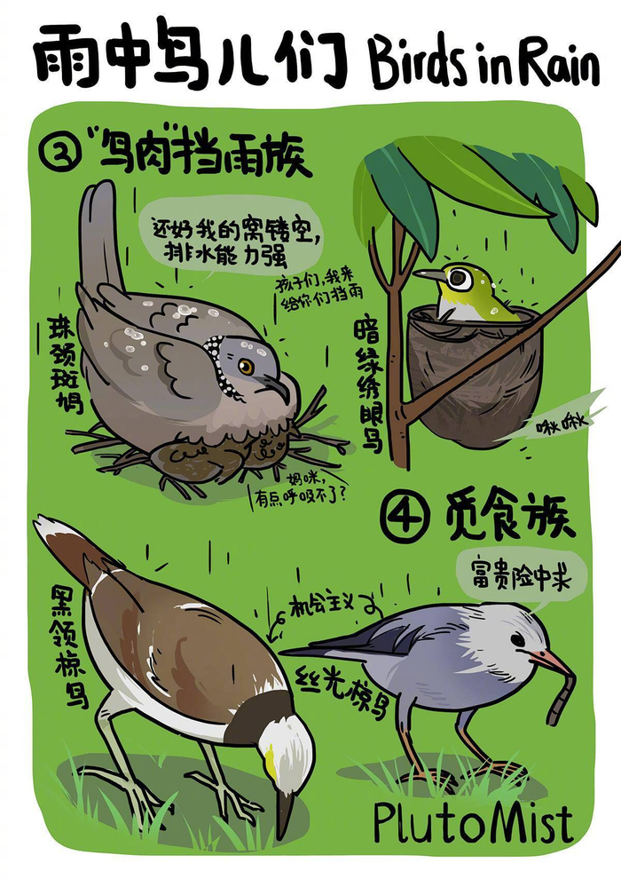 雨天观察:鸟儿在雨中如何活动|雨天鸟事|杂货|下雨天|来源_新浪娱乐_新浪新闻