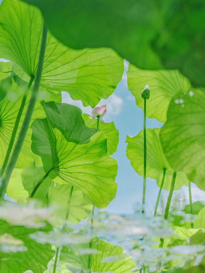清绿色夏日主题活动启动
