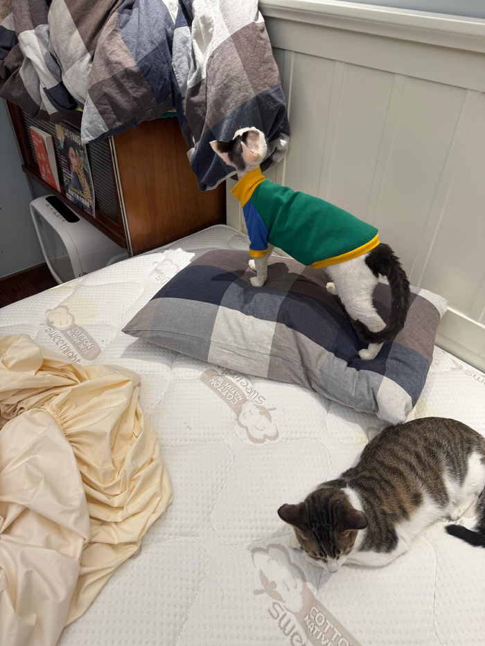 飘哥焦虑尿穿床，温差大季引关注