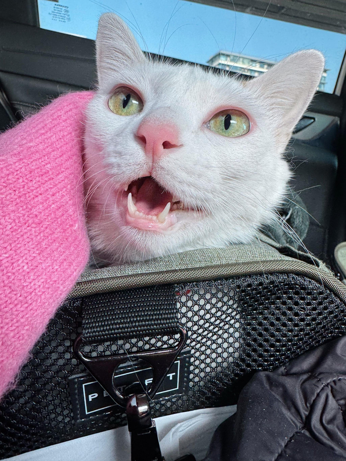 老师安抚紧张宝宝称爸爸在机场等候