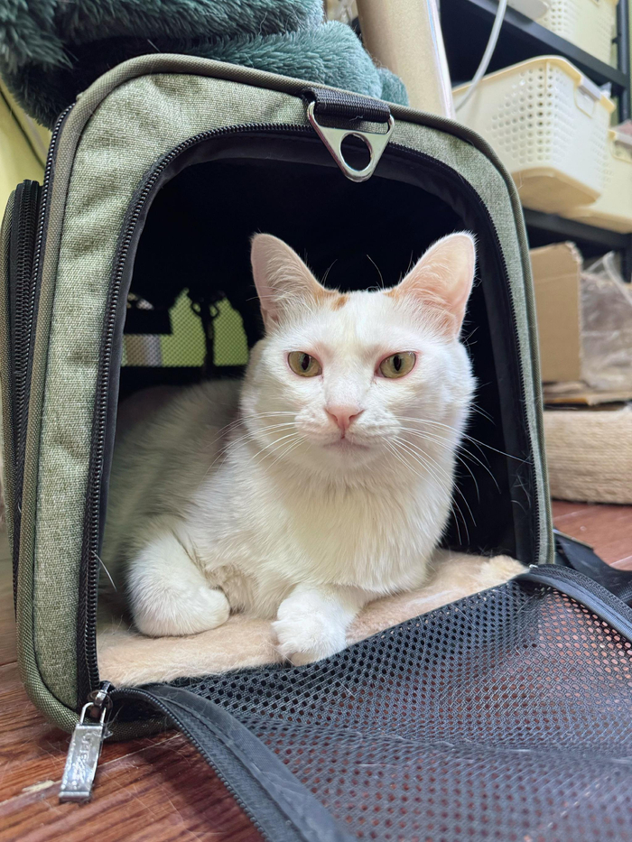 萌娃告别网友开启新生活