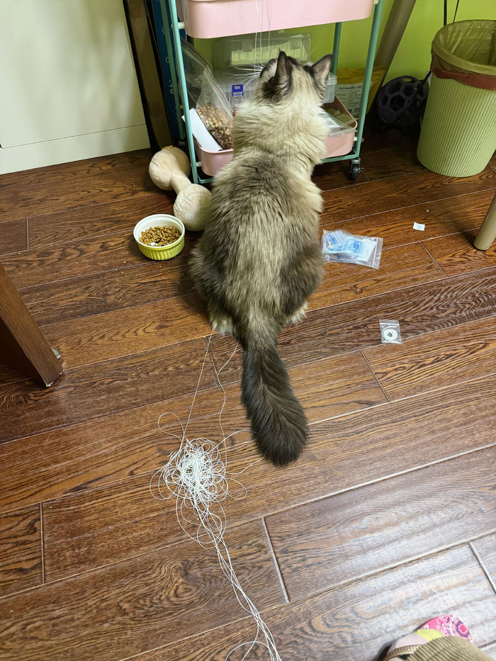 萌娃变身蜘蛛精引网友爆笑