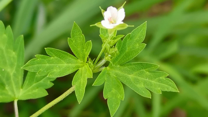 鼠掌老鹳草原创视频