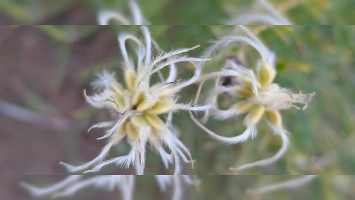 野生宽芹叶铁线莲,拍于红山国家森林公园,原创视频