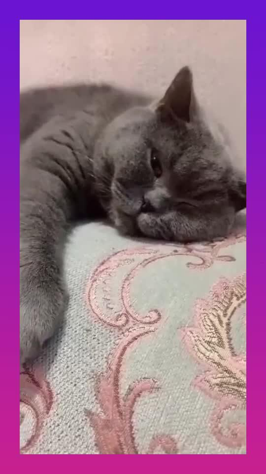 猫下雨天不在家里睡觉还能干嘛啊