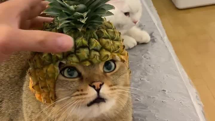 哈哈哈给猫咪做了这个菠萝头还挺好看
