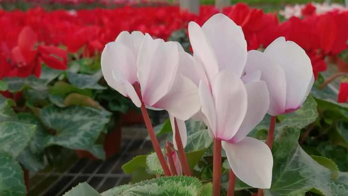 白色花仙客来原创拍摄