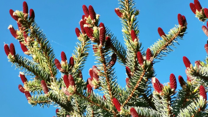 火红的云杉花原创视频