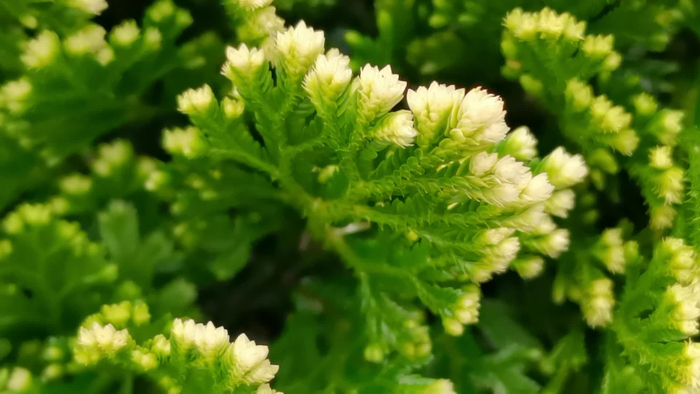 卷柏开花了原创视频