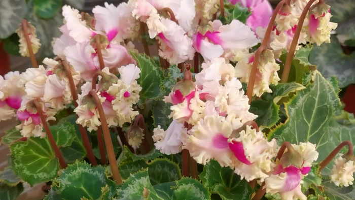 很特别的仙客来原创视频