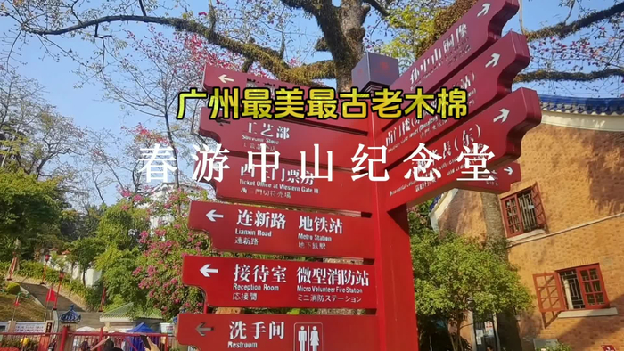 春游广州中山纪念堂遇城市最古老木棉树超350岁附攻略