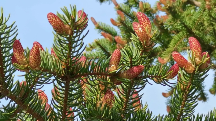 云杉雄花原创视频