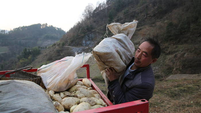 陕西男子下矿挖煤20年天天提心吊胆返乡养牛种地心里踏实