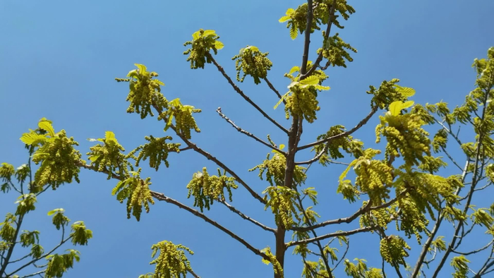蒙古栎树花原创视频