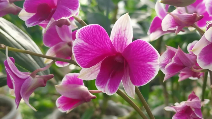 美丽的石斛原创视频