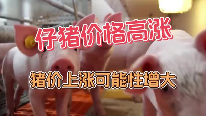 涨定了仔猪价格高涨猪价上涨可能性增大