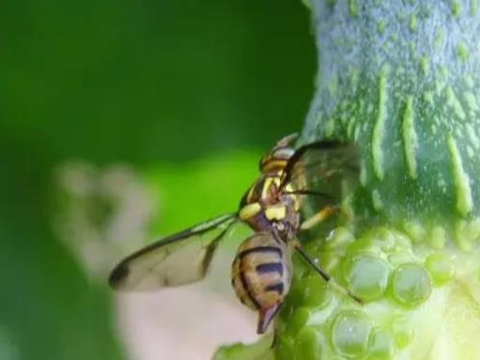 柑橘桔小实蝇猖獗打药防不住1个防治小技巧实蝇蹭蹭往上粘