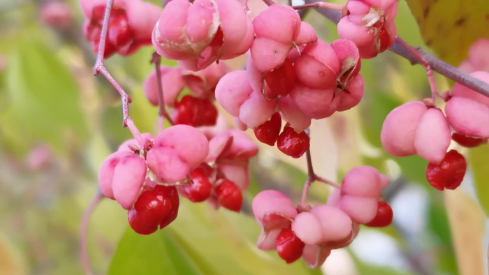 白杜果实原创视频