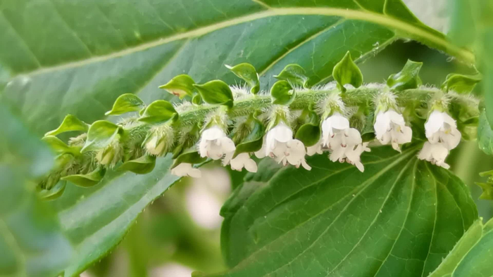 苏子花,原创视频
