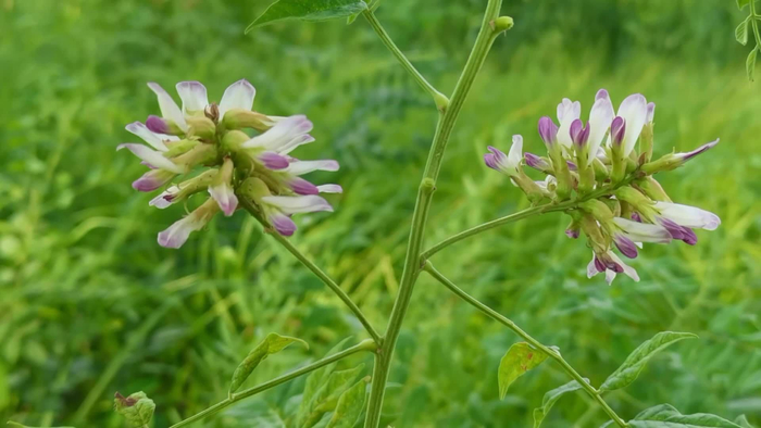 甘草花原创视频