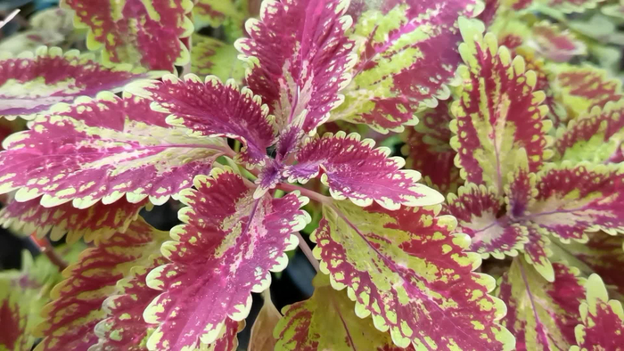 金边花叶锦苏草原创视频