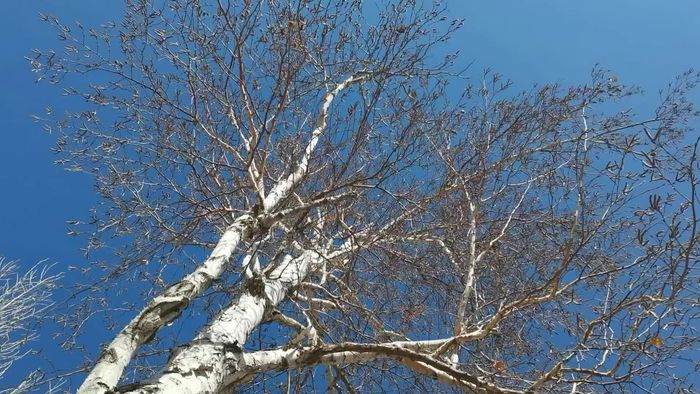 北方三月初白桦树,原创视频