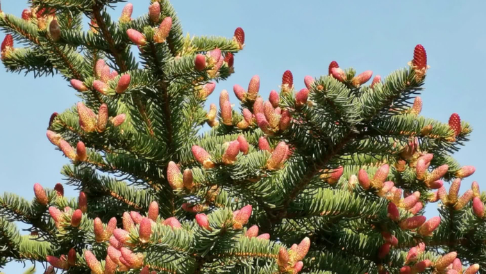 云杉花也很美原创视频
